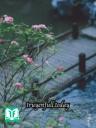 Niệm Nô Kiều - Gia Khải