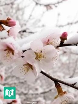 Tuyết Trên Cành Lê Hoa