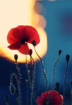 Ghi Chép Xuống Núi Của Thần Côn