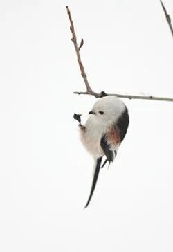 Gia Chính Là Loại Chim Như Vậy