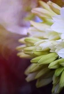 Mùa Hoa Loa Kèn Nở Rực Rỡ