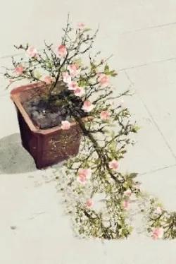 Nếu Có Biết Xuân Về Chốn Nọ