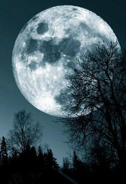 Thiên Hồng Ma Đạo