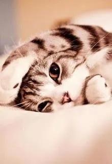 Trọng Sinh Chi Thị Ái Hành Hung