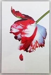 Twilight Series Tập 2: Trăng Non